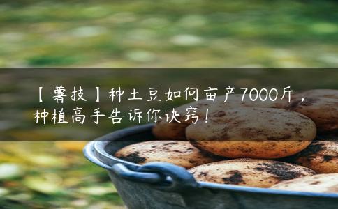 【薯技】种土豆如何亩产7000斤，种植高手告诉你诀窍！