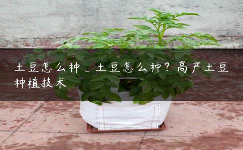 土豆怎么种_土豆怎么种？高产土豆种植技术