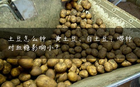 土豆怎么种_黄土豆、白土豆：哪种对血糖影响小？