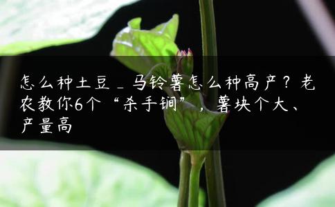 怎么种土豆_马铃薯怎么种高产？老农教你6个“杀手锏”，薯块个大、产量高