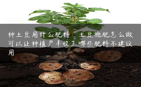 种土豆用什么肥料_土豆施肥怎么做可以让种植户丰收？哪些肥料不建议用