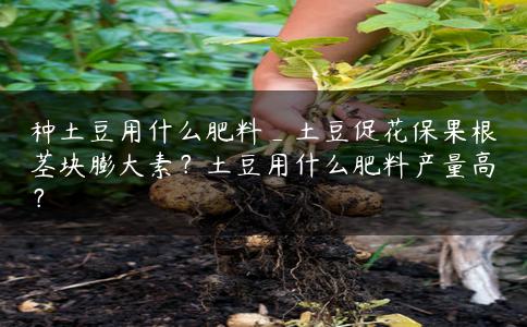 种土豆用什么肥料_土豆促花保果根茎块膨大素？土豆用什么肥料产量高？