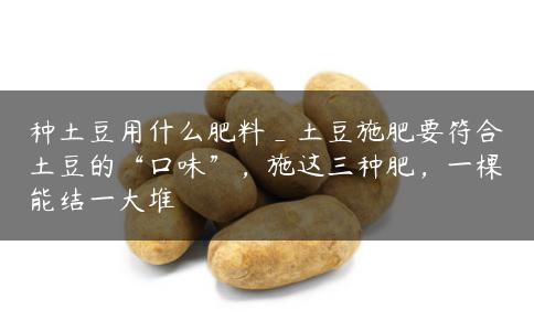 种土豆用什么肥料_土豆施肥要符合土豆的“口味”，施这三种肥，一棵能结一大堆