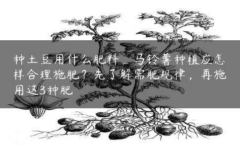 种土豆用什么肥料_马铃薯种植应怎样合理施肥？先了解需肥规律，再施用这3种肥