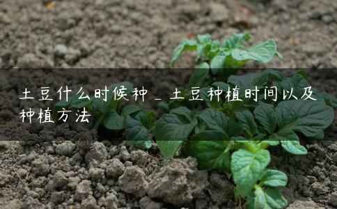 土豆什么时候种_土豆种植时间以及种植方法