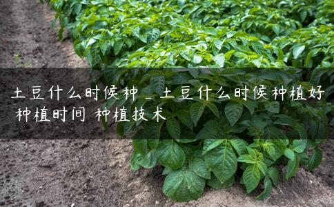 土豆什么时候种_土豆什么时候种植好 种植时间 种植技术