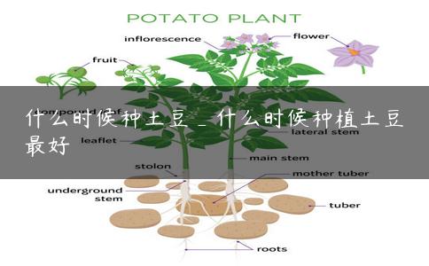 什么时候种土豆_什么时候种植土豆最好