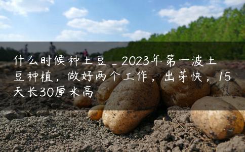 什么时候种土豆_2023年第一波土豆种植,做好两个工作,出芽快,15天长30厘米高 什么时候种土豆_2023年第一波土豆种植,做好两个工作,出芽快,15天长30厘米高