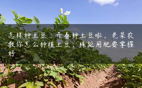 怎样种土豆_开春种土豆啦，老菜农教你怎么种植土豆，株距用肥要掌握好