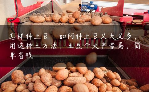 怎样种土豆_如何种土豆又大又多,用这种土方法,土豆个大产量高,简单省钱 怎样种土豆_如何种土豆又大又多,用这种土方法,土豆个大产量高,简单省钱