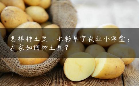 怎样种土豆_七彩阜宁农业小课堂：在家如何种土豆？