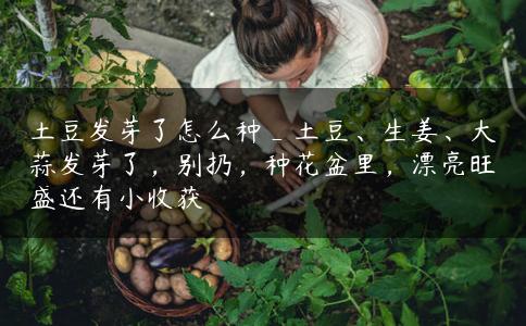 土豆发芽了怎么种_土豆、生姜、大蒜发芽了，别扔，种花盆里，漂亮旺盛还有小收获