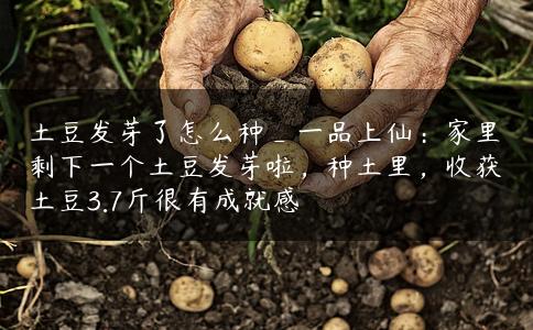 土豆发芽了怎么种_一品上仙：家里剩下一个土豆发芽啦，种土里，收获土豆3.7斤很有成就感