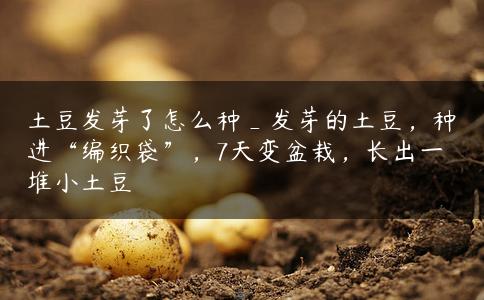土豆发芽了怎么种_发芽的土豆，种进“编织袋”，7天变盆栽，长出一堆小土豆