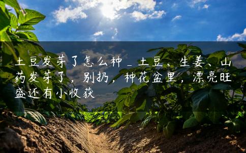 土豆发芽了怎么种_土豆、生姜、山药发芽了，别扔，种花盆里，漂亮旺盛还有小收获