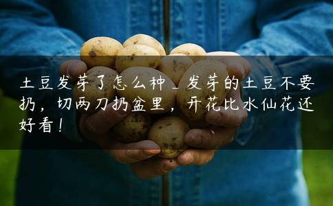 土豆发芽了怎么种_发芽的土豆不要扔，切两刀扔盆里，开花比水仙花还好看！