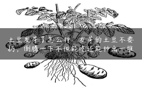 土豆发芽了怎么种_发芽的土豆不要扔，倒腾一下不但能吃还能种出一堆