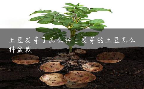 土豆发芽了怎么种_发芽的土豆怎么种盆栽 土豆发芽了怎么种_发芽的土豆怎么种盆栽