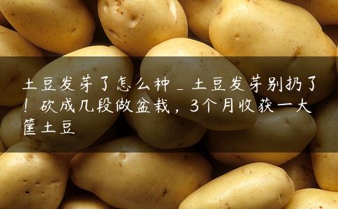 土豆发芽了怎么种_土豆发芽别扔了！砍成几段做盆栽，3个月收获一大筐土豆