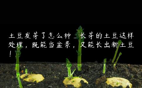 土豆发芽了怎么种_长芽的土豆这样处理，既能当盆景，又能长出新土豆！