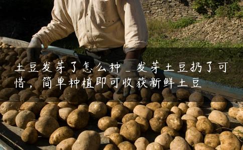 土豆发芽了怎么种_发芽土豆扔了可惜，简单种植即可收获新鲜土豆