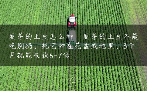 发芽的土豆怎么种_发芽的土豆不能吃别扔，把它种在花盆或地里，3个月就能收获6-7倍