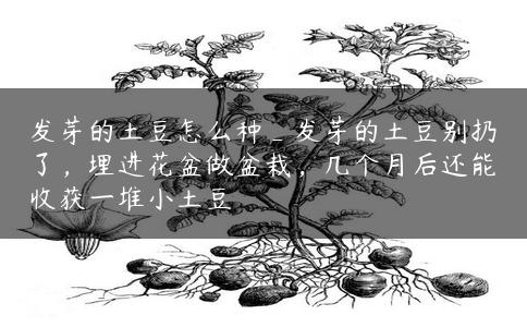 发芽的土豆怎么种_发芽的土豆别扔了，埋进花盆做盆栽，几个月后还能收获一堆小土豆