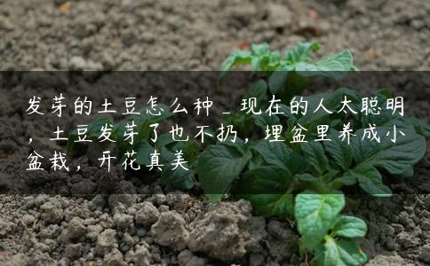 发芽的土豆怎么种_现在的人太聪明，土豆发芽了也不扔，埋盆里养成小盆栽，开花真美