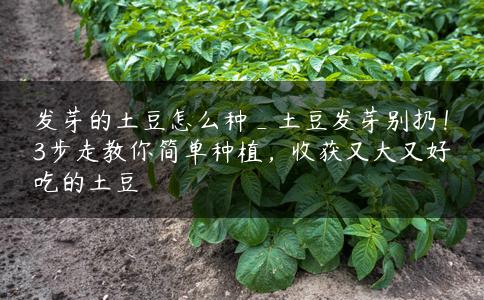 发芽的土豆怎么种_土豆发芽别扔!3步走教你简单种植,收获又大又好吃的土豆 发芽的土豆怎么种_土豆发芽别扔!3步走教你简单种植,收获又大又好吃的土豆