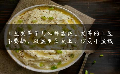 土豆发芽了怎么种盆栽_发芽的土豆不要扔,放盆里盖点土,秒变小盆栽 土豆发芽了怎么种盆栽_发芽的土豆不要扔,放盆里盖点土,秒变小盆栽