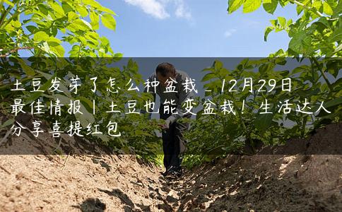 土豆发芽了怎么种盆栽_12月29日最佳情报|土豆也能变盆栽！生活达人分享喜提红包