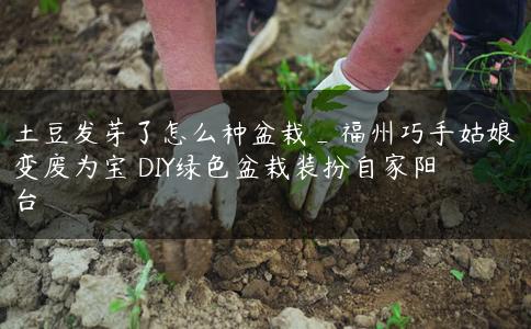土豆发芽了怎么种盆栽_福州巧手姑娘变废为宝 DIY绿色盆栽装扮自家阳台