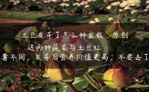 土豆发芽了怎么种盆栽_原创
这两种蔬菜与土豆红薯不同,发芽后营养价值更高,不要丢了 土豆发芽了怎么种盆栽_原创
这两种蔬菜与土豆红薯不同,发芽后营养价值更高,不要丢了