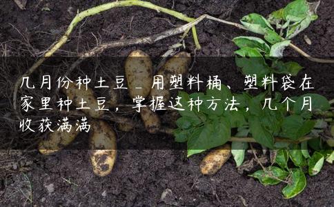 几月份种土豆_用塑料桶、塑料袋在家里种土豆,掌握这种方法,几个月收获满满 几月份种土豆_用塑料桶、塑料袋在家里种土豆,掌握这种方法,几个月收获满满