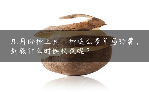 几月份种土豆_种这么多年马铃薯，到底什么时候收获呢？