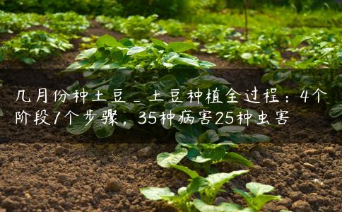 几月份种土豆_土豆种植全过程:4个阶段7个步骤,35种病害25种虫害 几月份种土豆_土豆种植全过程:4个阶段7个步骤,35种病害25种虫害