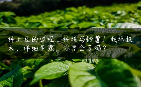 种土豆的过程_种植马铃薯!栽培技术,详细步骤,你学会了吗? 种土豆的过程_种植马铃薯!栽培技术,详细步骤,你学会了吗?