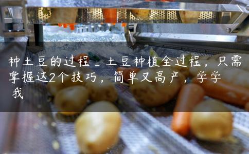 种土豆的过程_土豆种植全过程，只需掌握这2个技巧，简单又高产，学学￼￼我