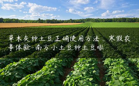 草木灰种土豆正确使用方法_寒假农事体验-南方小土豆种土豆啦