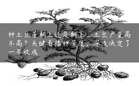 种土豆芽朝上还是朝下_土豆产量高不高？关键看播种深度，深浅决定了一年收成