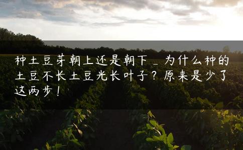 种土豆芽朝上还是朝下_为什么种的土豆不长土豆光长叶子？原来是少了这两步！