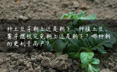 种土豆芽朝上还是朝下_种植土豆,薯芽摆放究竟朝上还是朝下?哪种朝向更利于高产? 种土豆芽朝上还是朝下_种植土豆,薯芽摆放究竟朝上还是朝下?哪种朝向更利于高产?