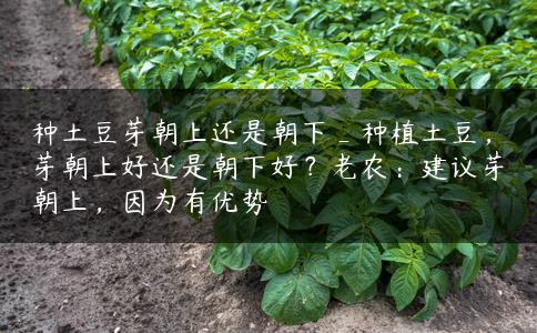 种土豆芽朝上还是朝下_种植土豆,芽朝上好还是朝下好?老农:建议芽朝上,因为有优势 种土豆芽朝上还是朝下_种植土豆,芽朝上好还是朝下好?老农:建议芽朝上,因为有优势