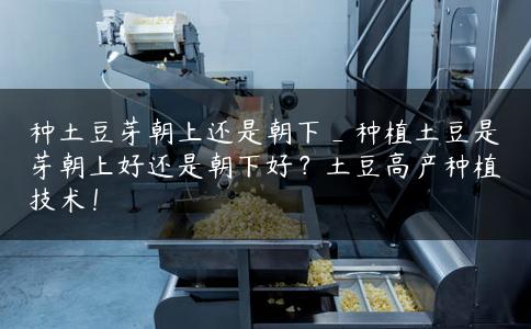 种土豆芽朝上还是朝下_种植土豆是芽朝上好还是朝下好？土豆高产种植技术！