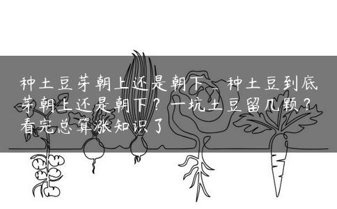 种土豆芽朝上还是朝下_种土豆到底芽朝上还是朝下？一坑土豆留几颗？看完总算涨知识了