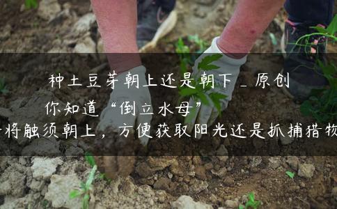 种土豆芽朝上还是朝下_原创
你知道“倒立水母”会将触须朝上,方便获取阳光还是抓捕猎物? 种土豆芽朝上还是朝下_原创
你知道“倒立水母”会将触须朝上,方便获取阳光还是抓捕猎物?