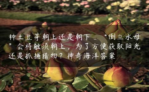 种土豆芽朝上还是朝下_“倒立水母”会将触须朝上,为了方便获取阳光还是抓捕猎物?神奇海洋答案 种土豆芽朝上还是朝下_“倒立水母”会将触须朝上,为了方便获取阳光还是抓捕猎物?神奇海洋答案