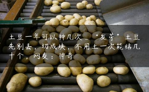 土豆一年可以种几次_“发芽”土豆先别丢,切成块,不用土一次能结几十个,网友:神奇 土豆一年可以种几次_“发芽”土豆先别丢,切成块,不用土一次能结几十个,网友:神奇