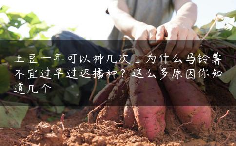 土豆一年可以种几次_为什么马铃薯不宜过早过迟播种？这么多原因你知道几个