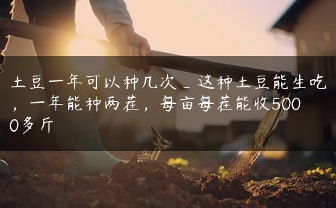 土豆一年可以种几次_这种土豆能生吃，一年能种两茬，每亩每茬能收5000多斤